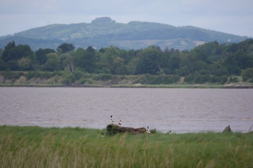 Sightings and news to week ending 8 June